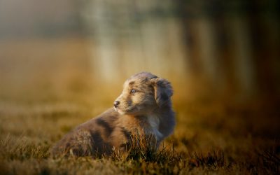 Portraits animaux