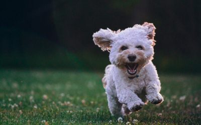 Portraits chien